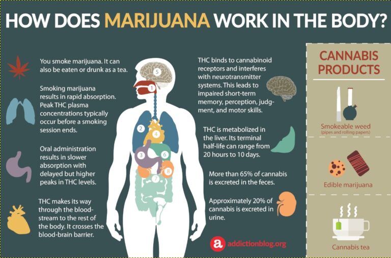 marijuana-metabolism-in-the-body