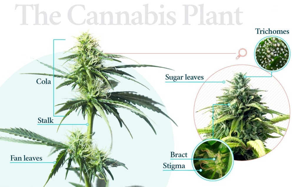 anatomy-of-the-cannabis-plant