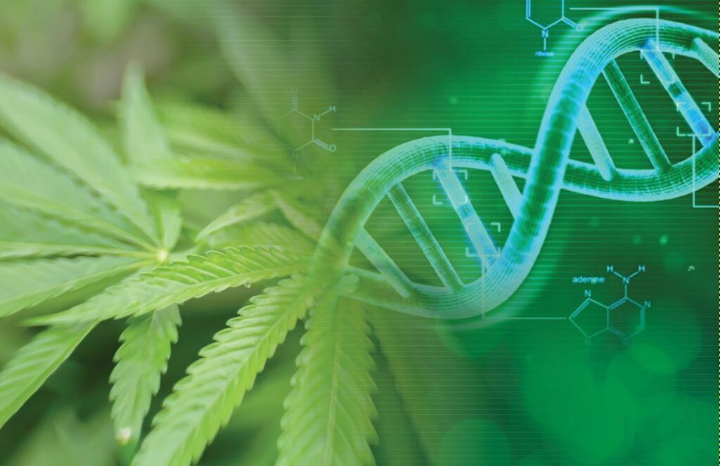 cannabis-genetics-origins