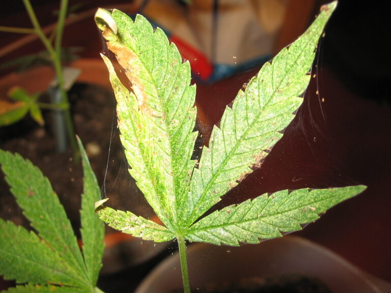 cannabis-pests-diseases