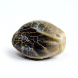 cannabis-seed