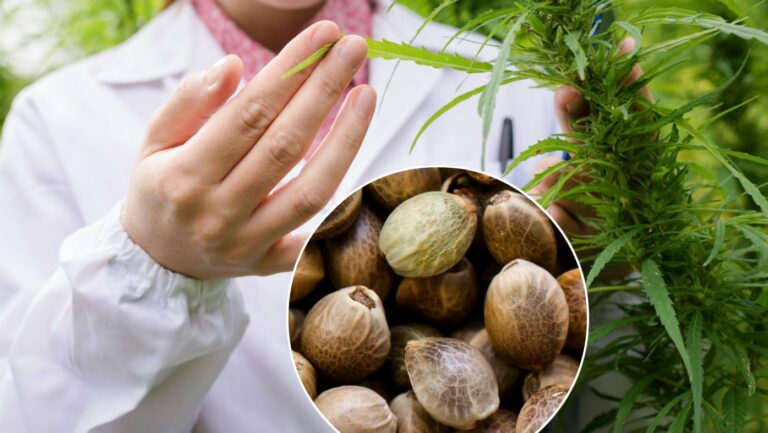 how-long-will-female-weed-seeds-last-feminized-cannabis