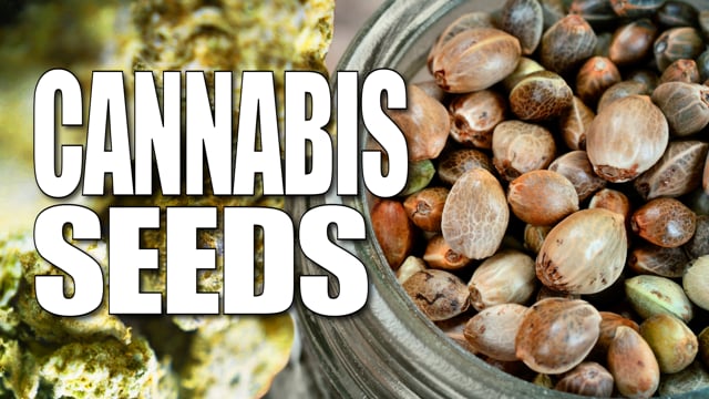 feminized-marijuana-seeds-cheap-canada