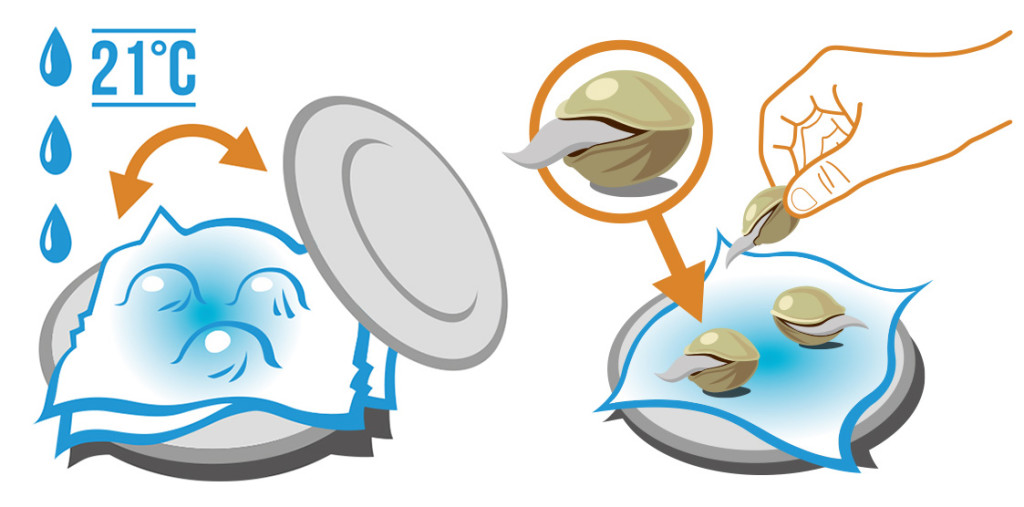 germinate-cannabis-seeds-diagram-with-procedure