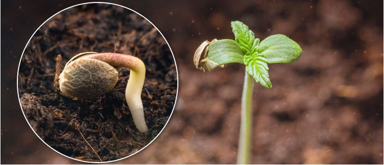 germinating-cannabis-seeds