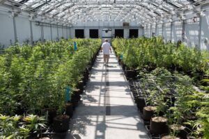 growing-cannabis-seeds-indoors