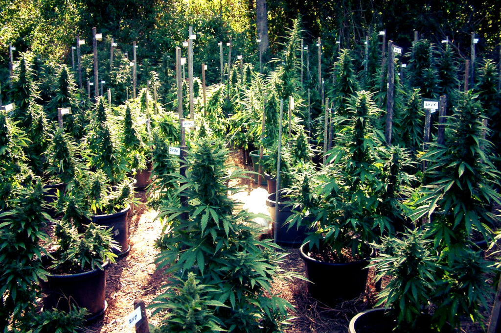 growing-cannabis-seeds-grow-weed-from-seeds