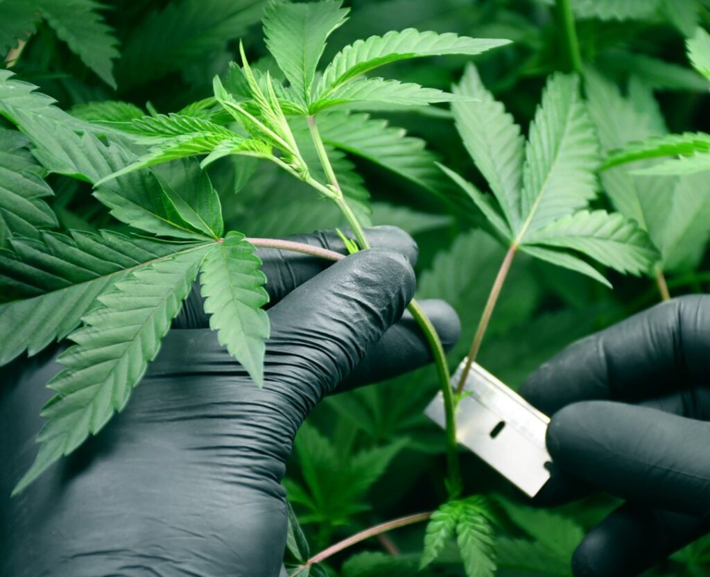 how-to-clone-marijuana-and-maximize-yields