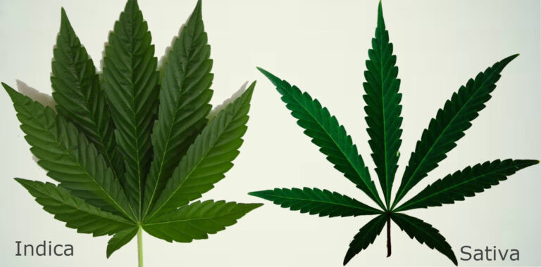 indica-vs-sativa-which-gets-you-higher