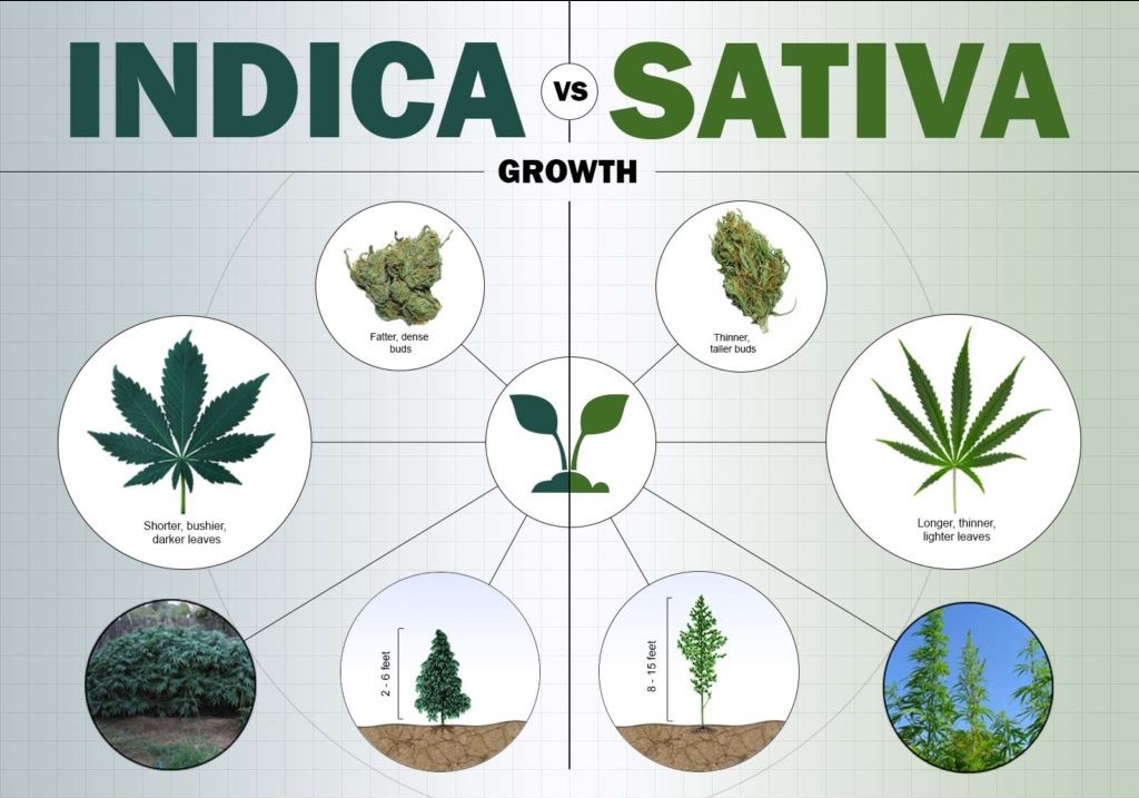 indica-vs-sativa-which-will-get-you-higher