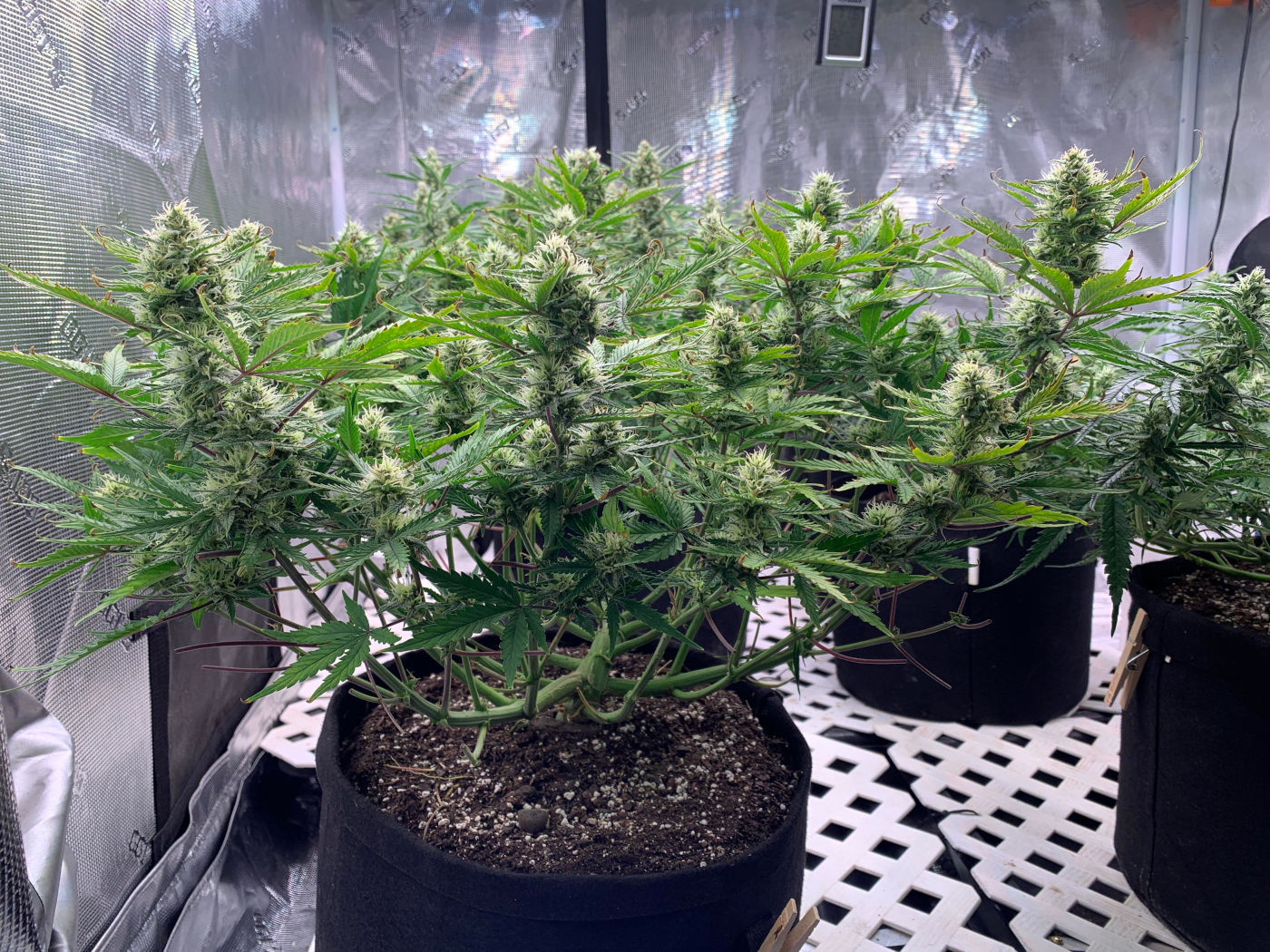 lst-low-stress-training-cannabis-plant
