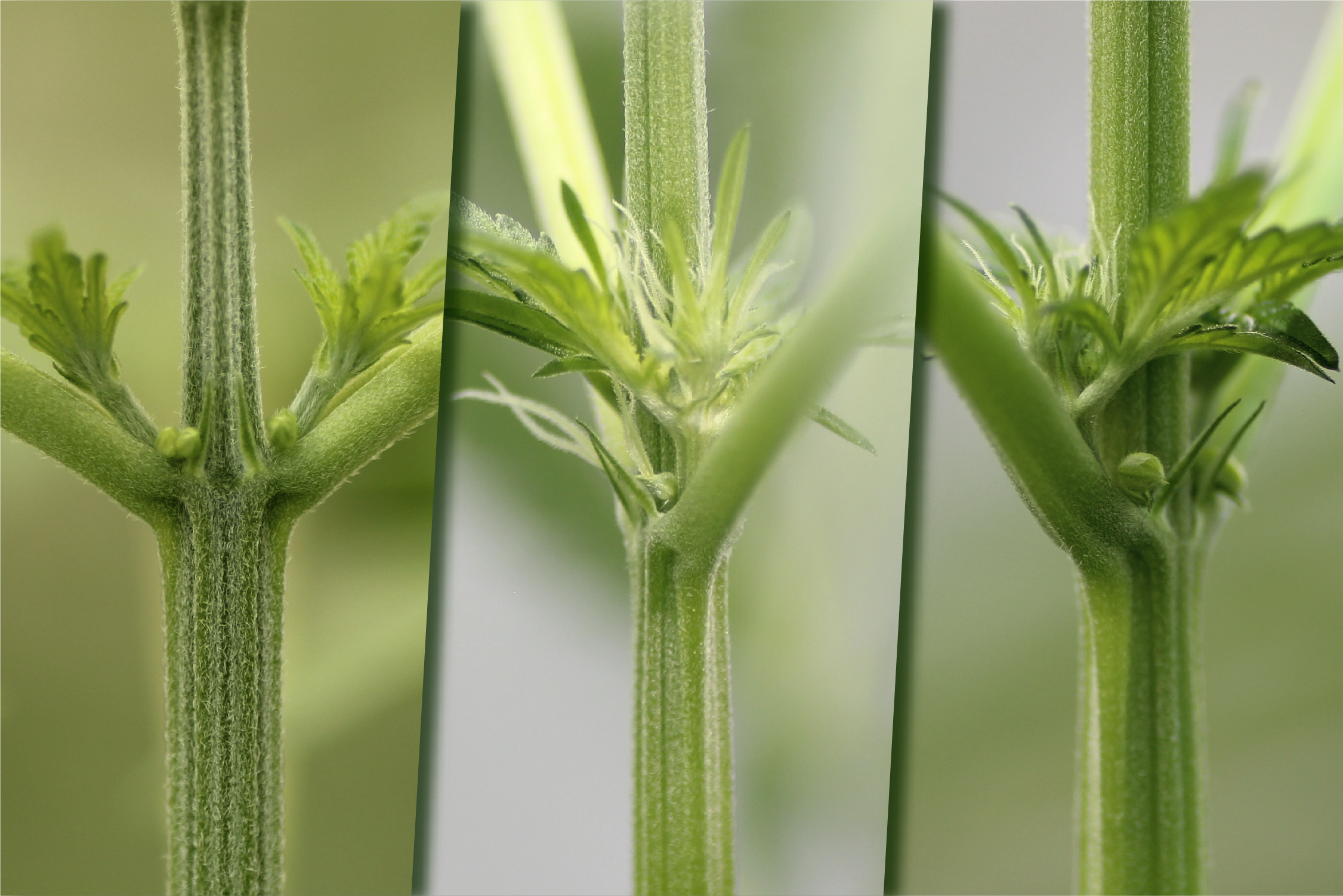 male-female-or-hermaphrodite-cannabis