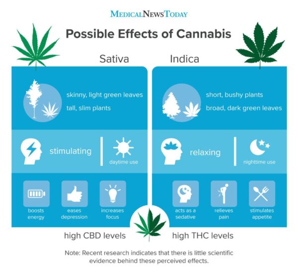 Which Gets You Higher? Indica Or Sativa - Dagga Seeds