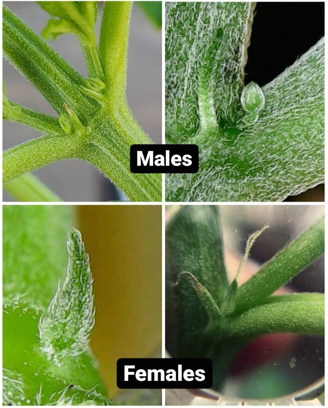 sexing-cannabis-plants-male-female-pre-flowering-stage