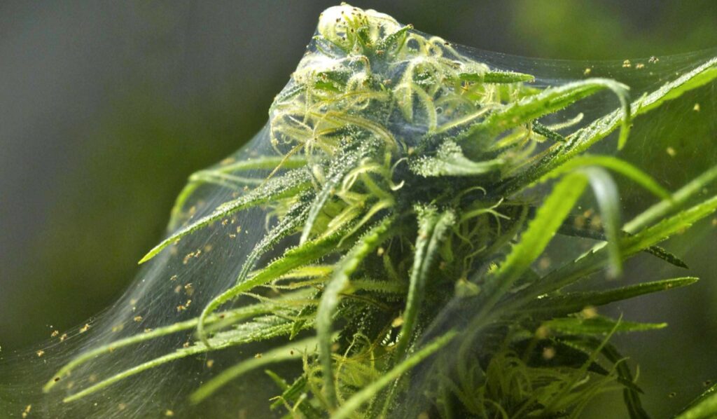 spider-mites-cannabis-plant