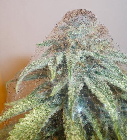 spider-mites-on-cannabis-plants