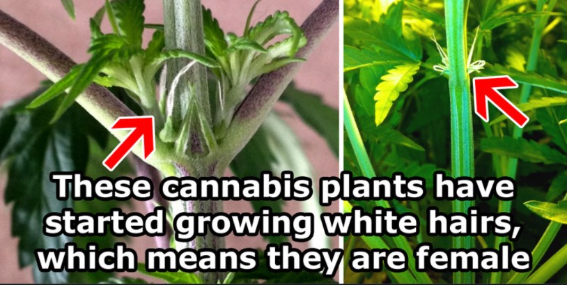 spotting-male-and-female-cannabis-plants