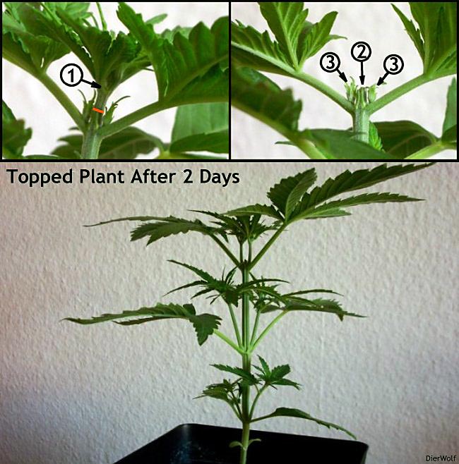 topping-marijuana-plant