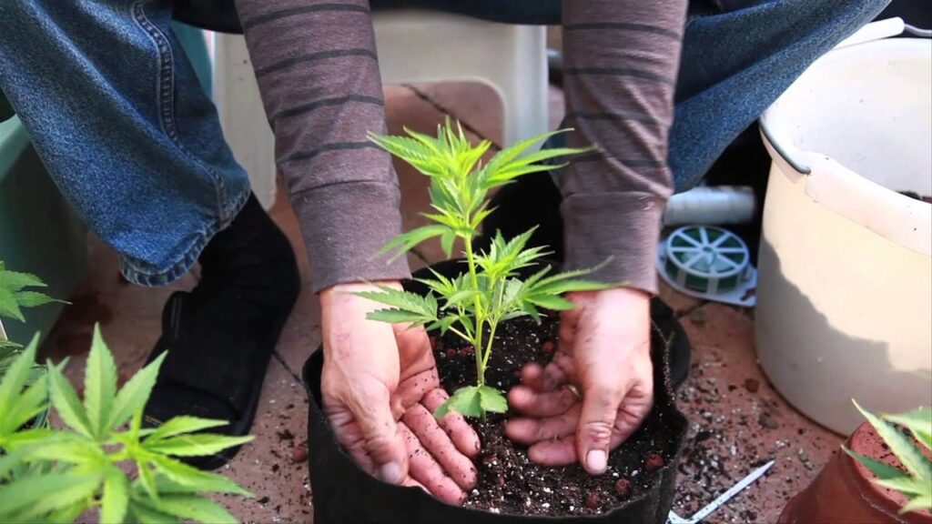 transplanting-marijuana-cannabis-into-larger-pot-easy
