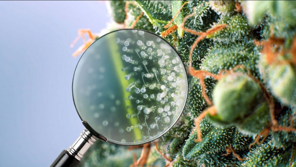 trichomes-explained