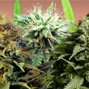 Sativa-seeds-combo-pack