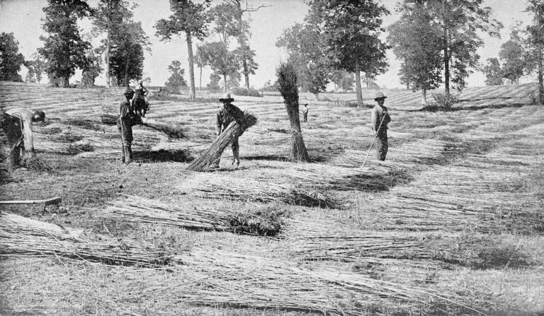 spreading-harvested-hemp-kentucky