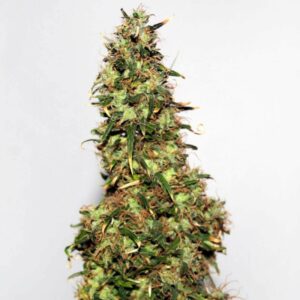 afghan-#1-cannabis-seeds-regular-dagga-seeds