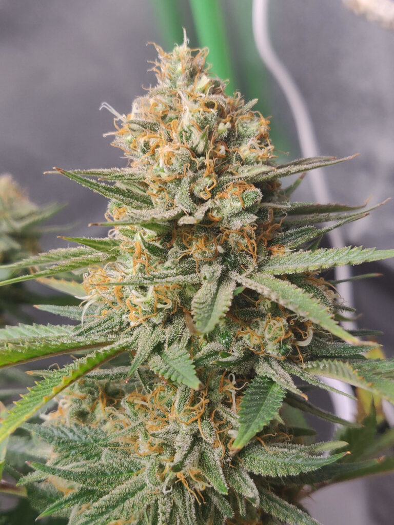 agent-orange-grow-dagga-seeds