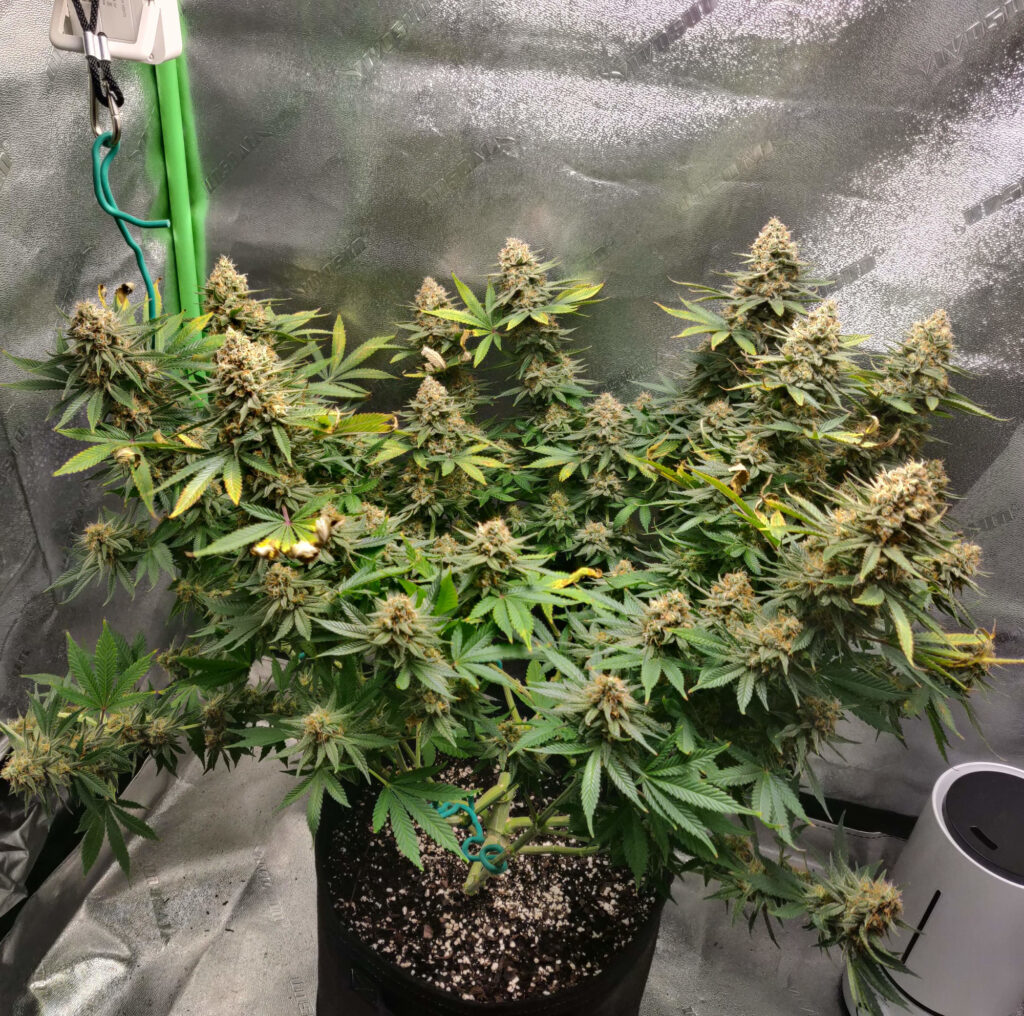 agent-orange-grow-from-dagga-seeds