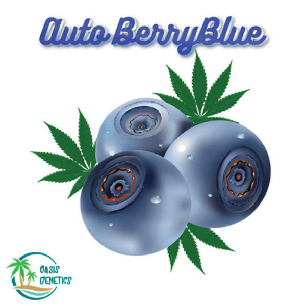 autoflower-seeds-berry-blue-oasis