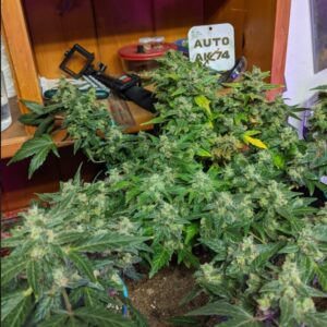 auto-flower-ak-47-strain-oasis-genetics-cannabis -seeds