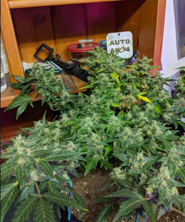 auto-flower-ak-47-strain-oasis-genetics-cannabis -seeds