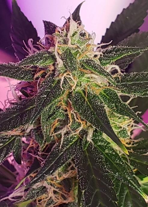 autoflower-chem-og-strain-feminized-seeds-cheap