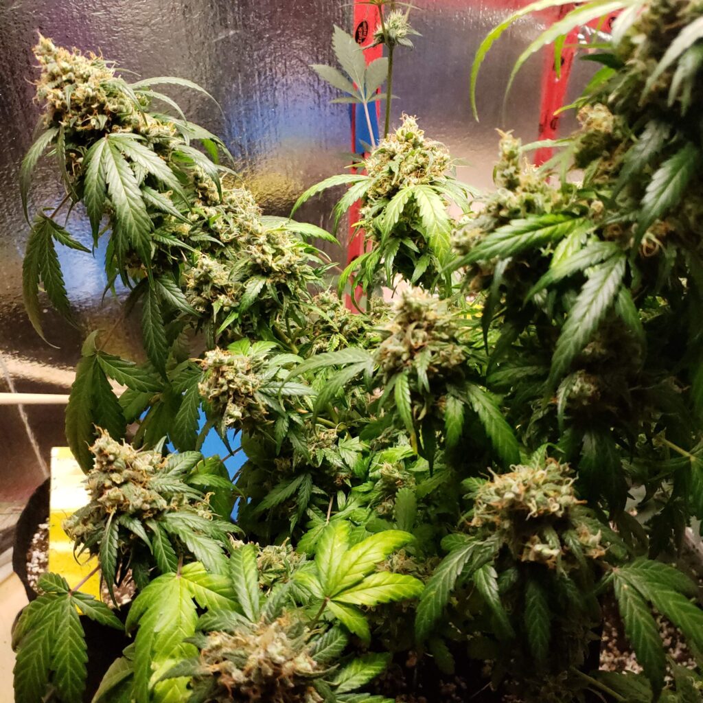 auto-flower-magnum-auto-oasis-genetics