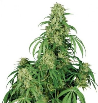 auto-flower-magnum-cannabis-seeds-feminized-cheap