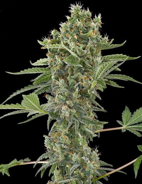 auto-flower-moby-dick-strain-seeds