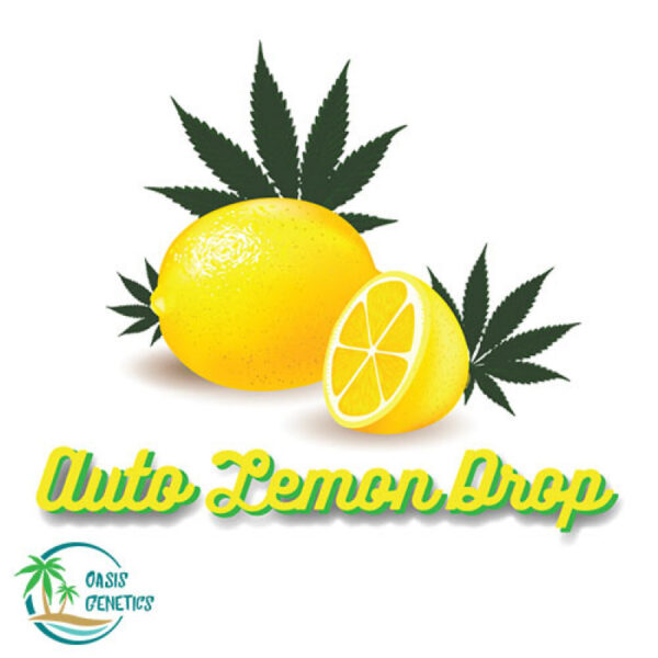 autoflower-super-lemon-haze-lemon-drop-feminized-cannabis-seeds