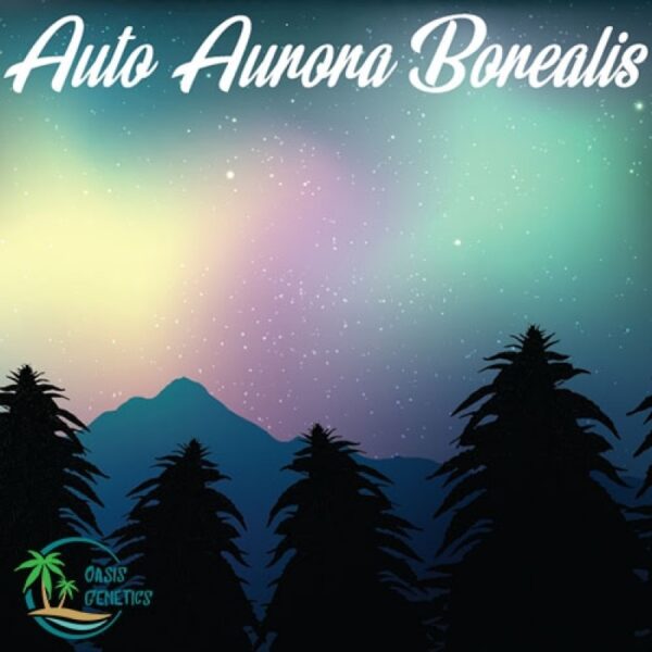 autoflower-northern-lights-strain-aurora-oasis