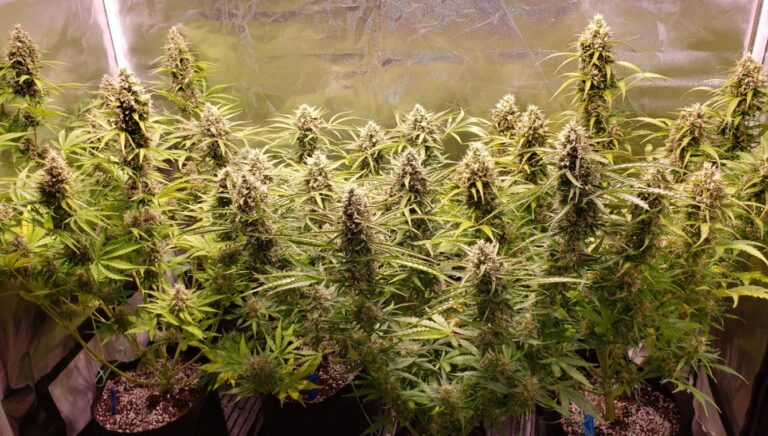 buy-auto-flower-cannabis-seeds-cheap