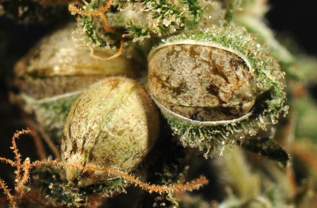 buy-feminized-auto-flower-regular-cannabis-seeds