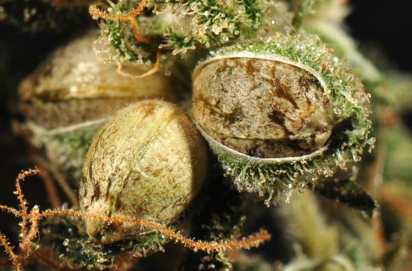 storing-cannabis-seeds-longterm