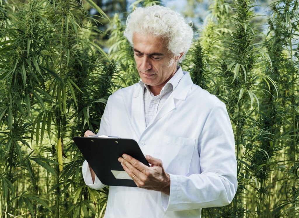 feminized-cannabis-seeds-facts
