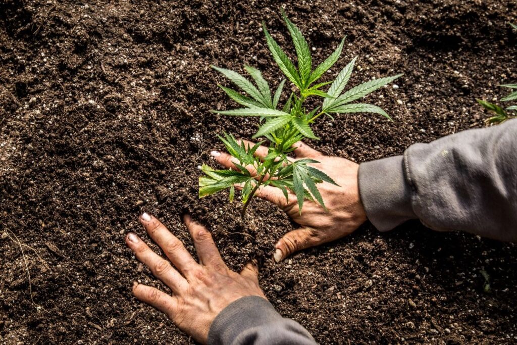cannabis-growing-tips-marijuana-blog
