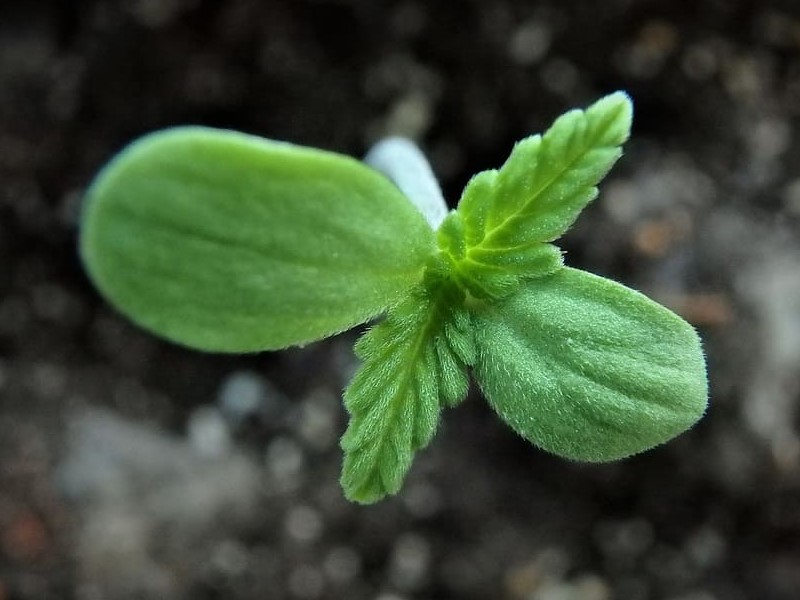 cannabis-seedling-sprouted