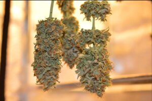 drying-cannabis-how-to-instructions