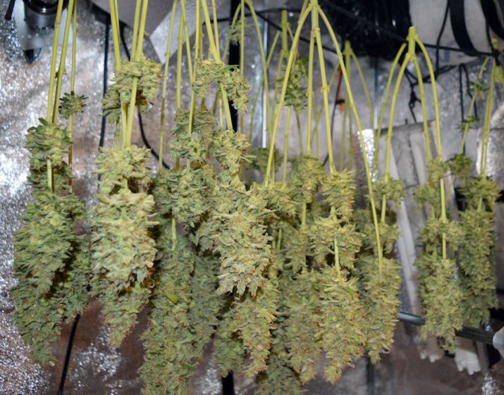 drying-dagga-marijuana-from-feminized-seeds