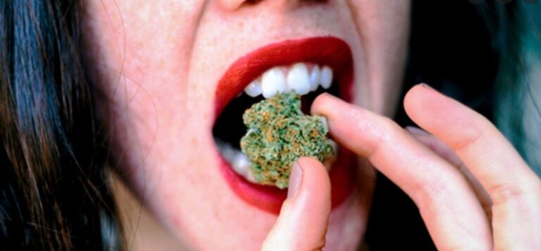 eating-marijuana-buds