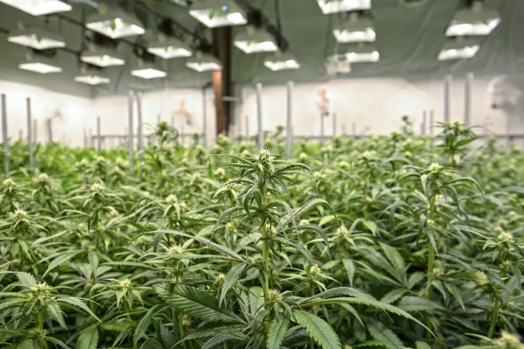 grow-lights-for-cannabis-dense-buds