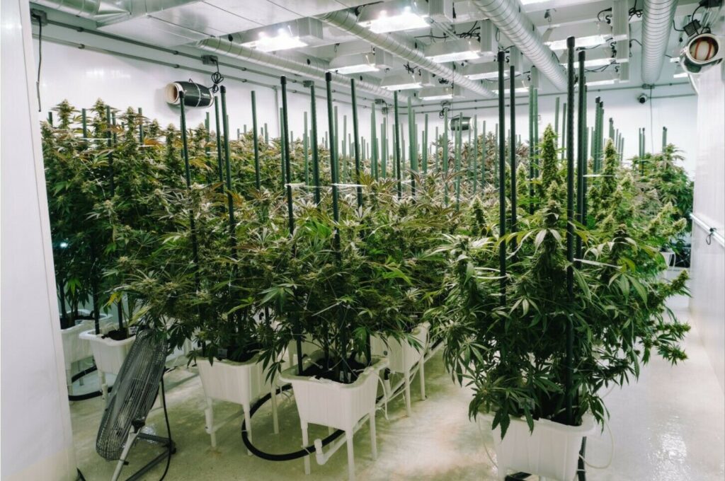 growing-cannabis-seeds-indoors-using-dagga-seeds