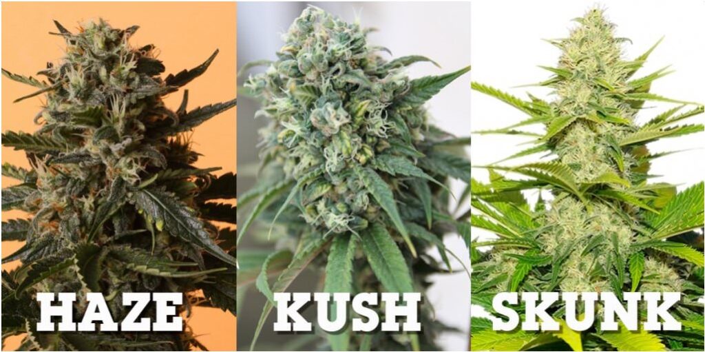 haze-cannabis-kush-skunk